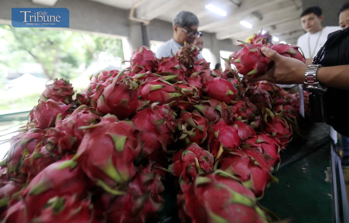 TRIBUNE-dragonfruits